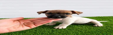 Vito