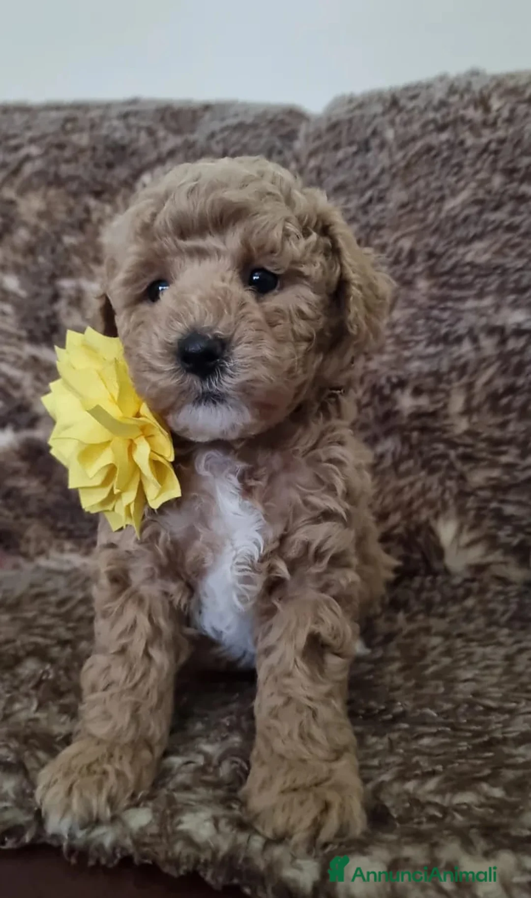 Maltipoo cani in vendita: Cuccioli di Maltipoo ipoallergenici - Annuncio 2