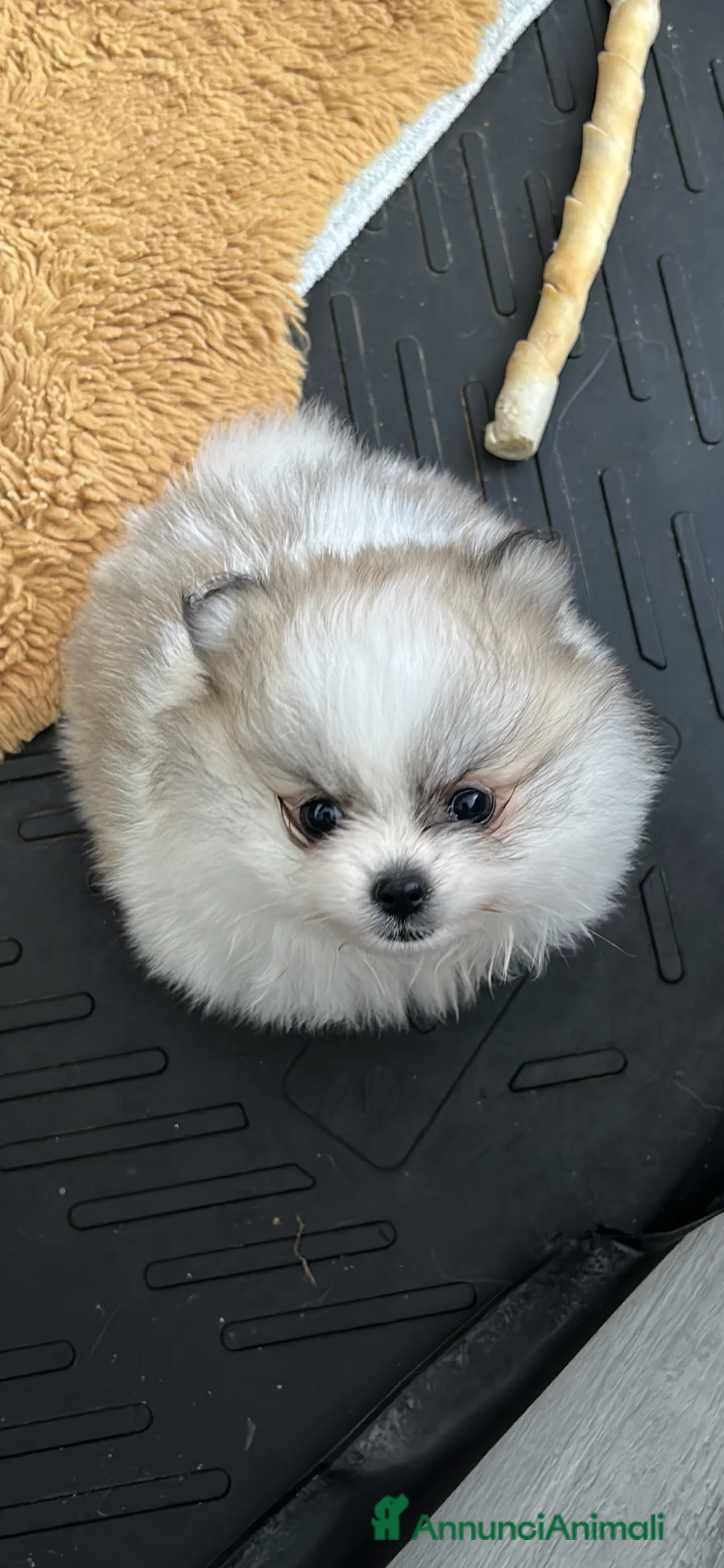 Volpino Pomerania cani in vendita: Orsacchiotto di Pomerania in vendita a Città metropolitana di Milano - Annuncio 7