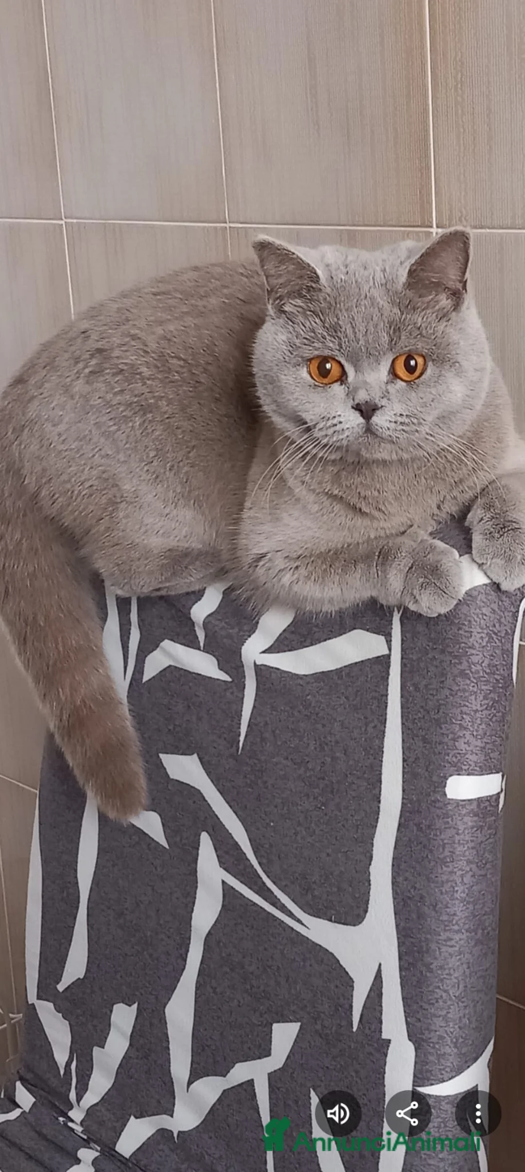 Scottish gatti in vendita: Cuccioli scottish straight e fold - Annuncio 2