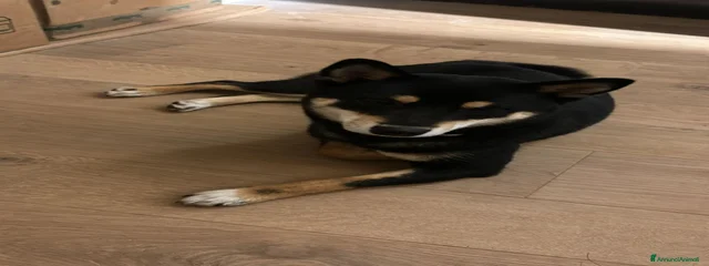 KUMA