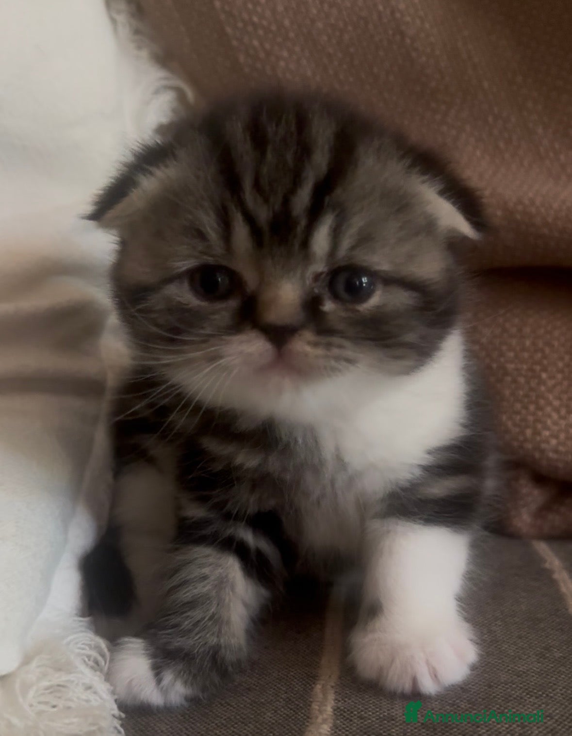 Scottish gatti Cuccioli Scottish Fold  - Annuncio 14