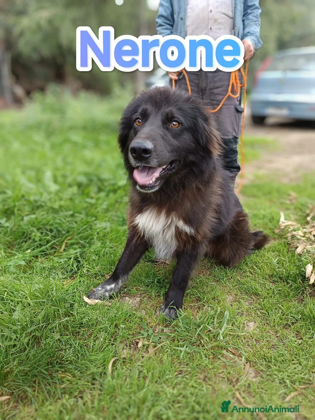 Pastore Belga cani in regalo: Nerone cagnolone Belga Mannara cerca famiglia a Città Metropolitana di Firenze - Annuncio 2