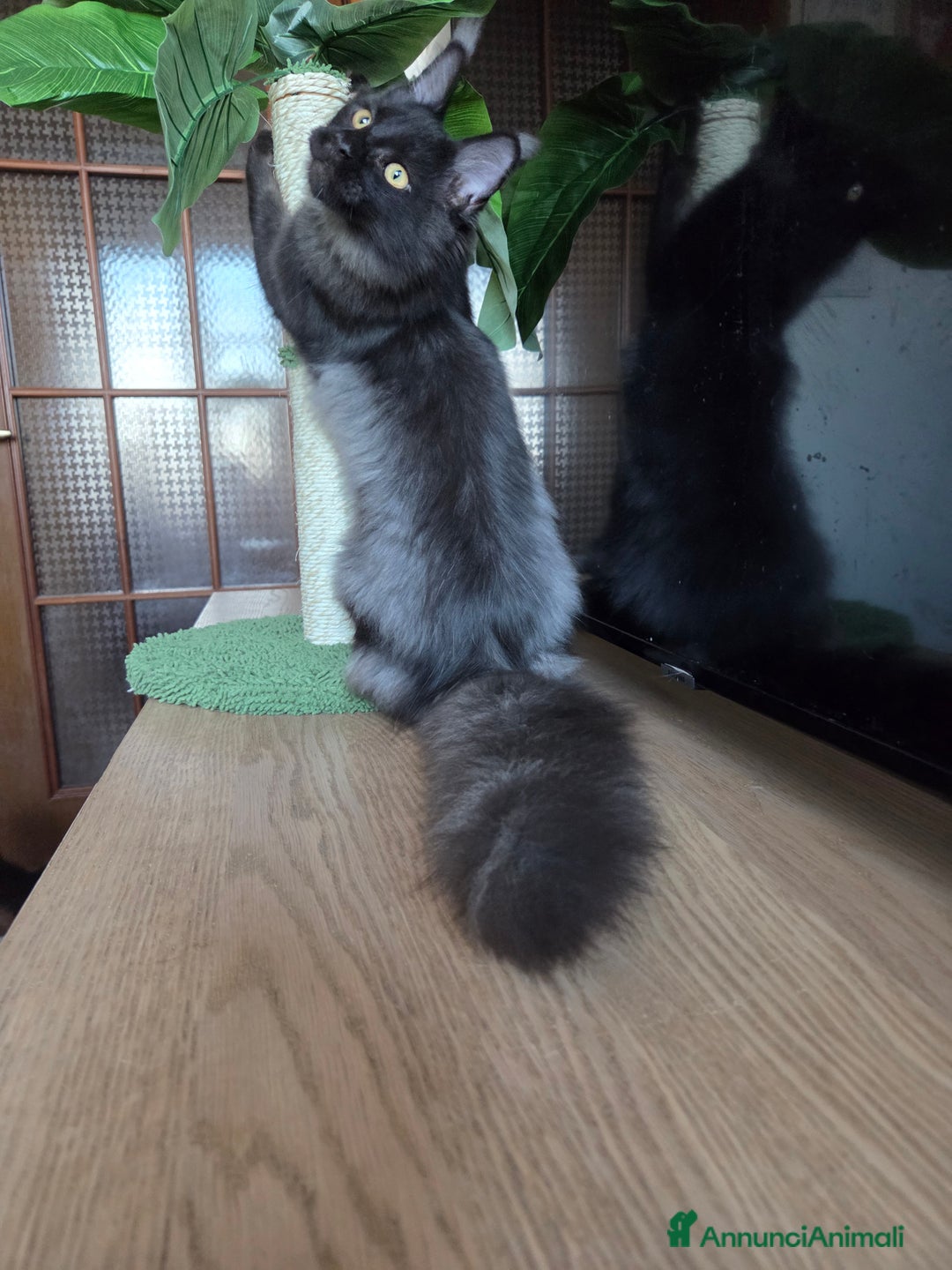 Maine Coon gatti in vendita: Maine Coon - 2 maschie e 1 femmina - Annuncio 8