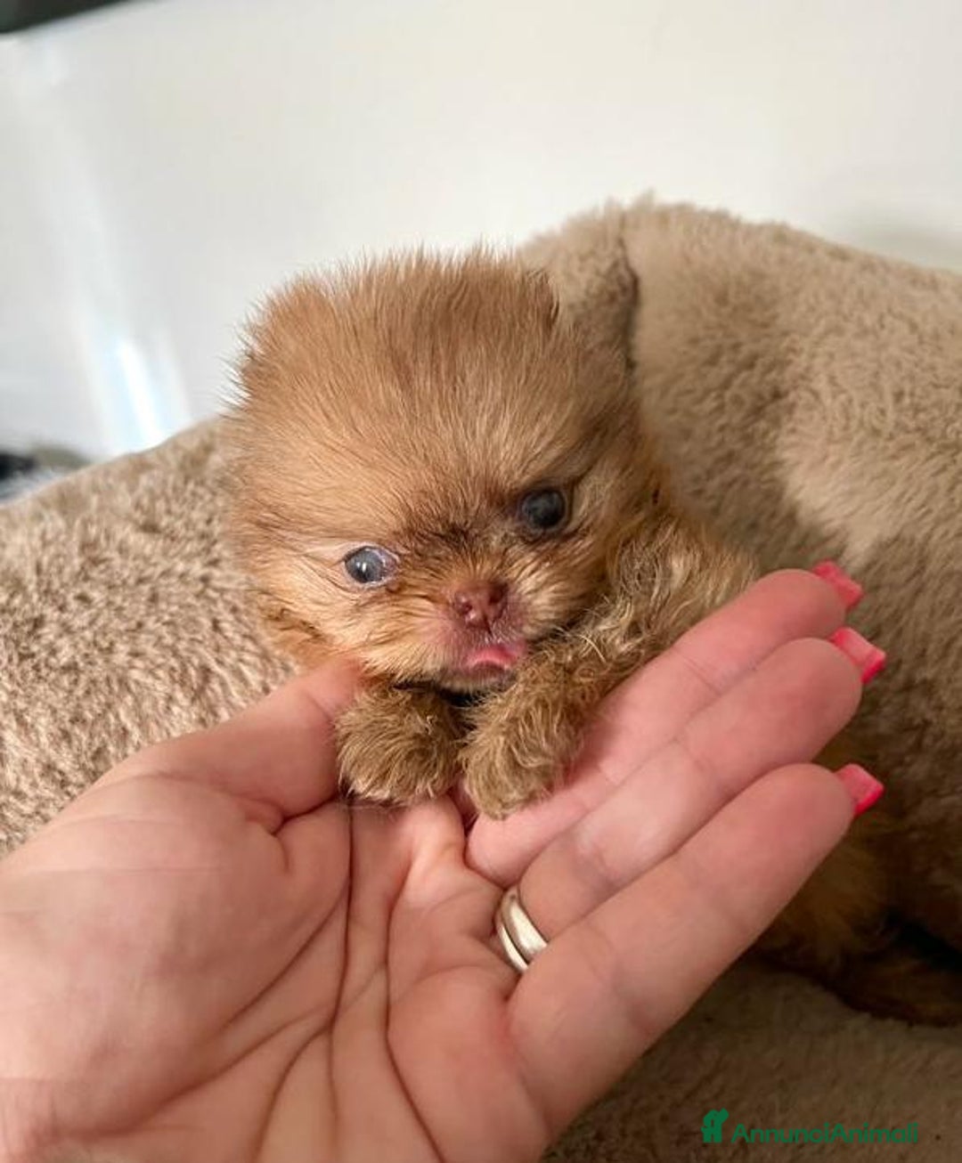 Volpino Pomerania cani in vendita: Cuccioli di Pomerania!  - Annuncio 9