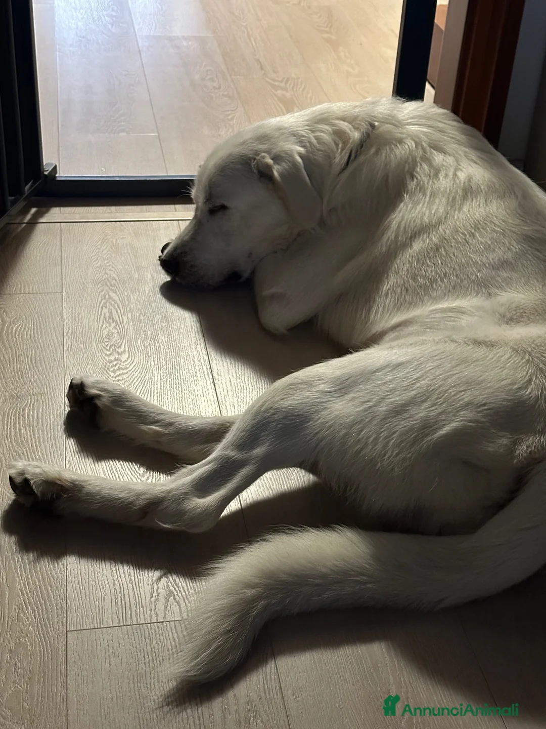 Meticcio cani in regalo: Taralluccio a Città metropolitana di Milano - Annuncio 2