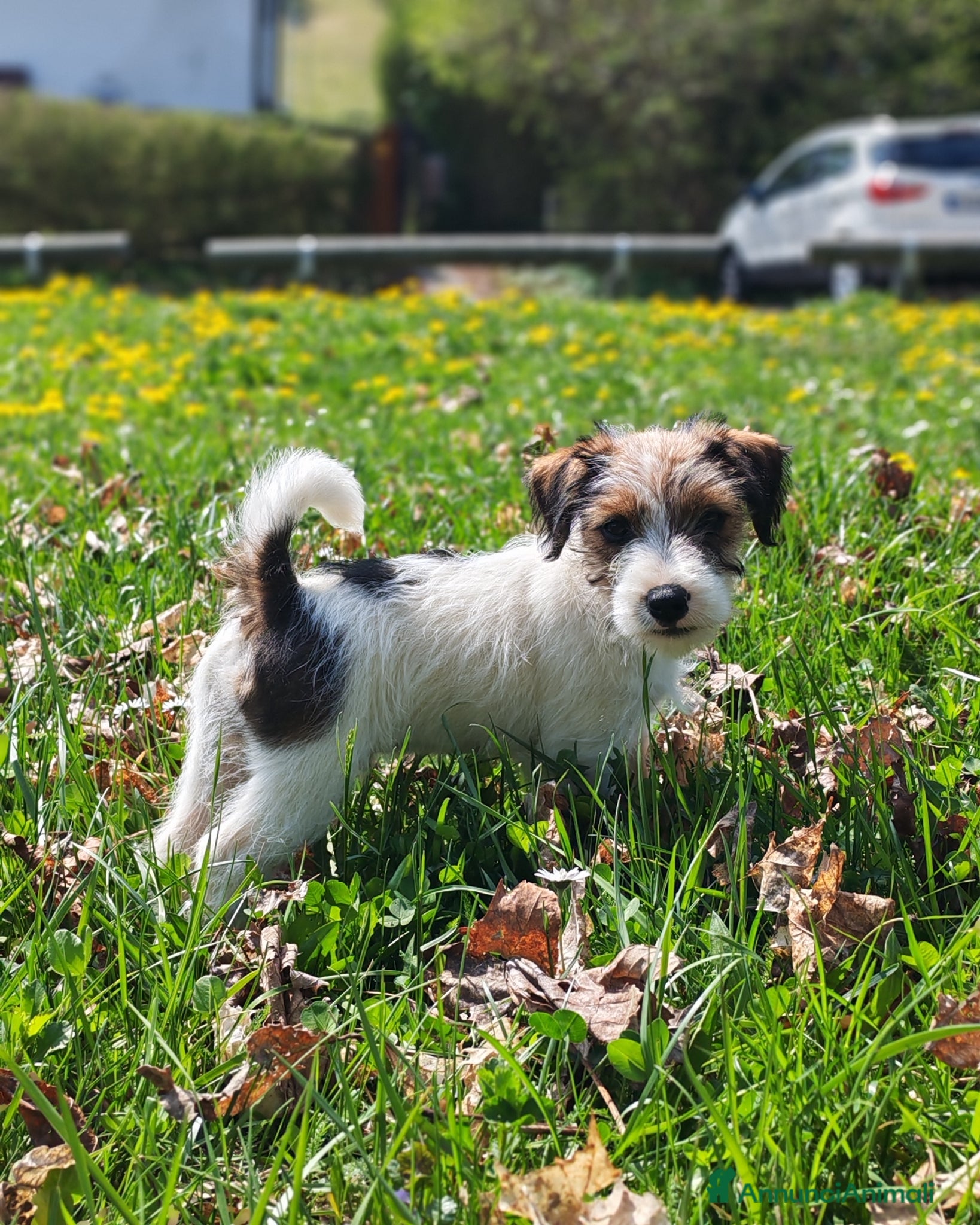 Jack Russell cani Cucciolo Jack Russell - Annuncio 1