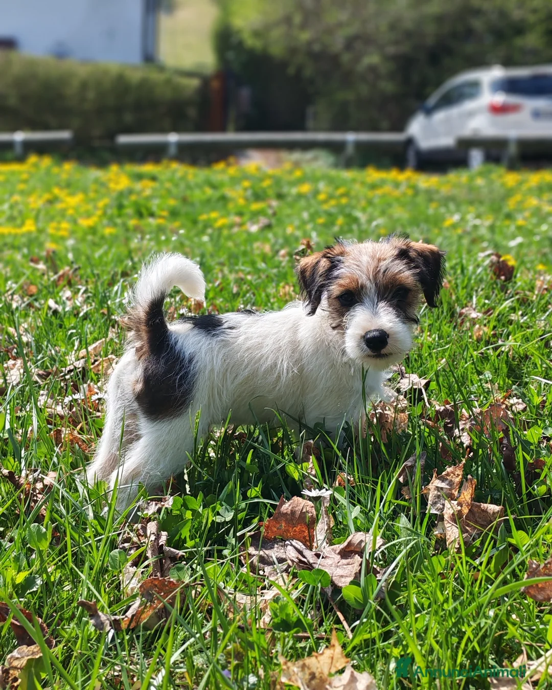 Jack Russell cani in vendita: Cucciolo Jack Russell - Annuncio 1