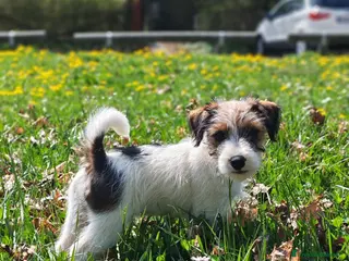 Jack Russell cani Cucciolo Jack Russell - Annuncio 1