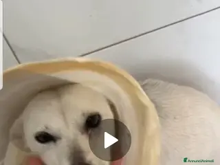 Meticcio cani ADOZ.DEL💔:abbandonata!in clinica ora! Aiutatemi! - Annuncio 29