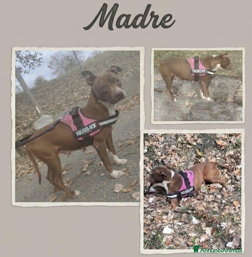 Pitbull cani American Pitbull UCK  - Annuncio 1