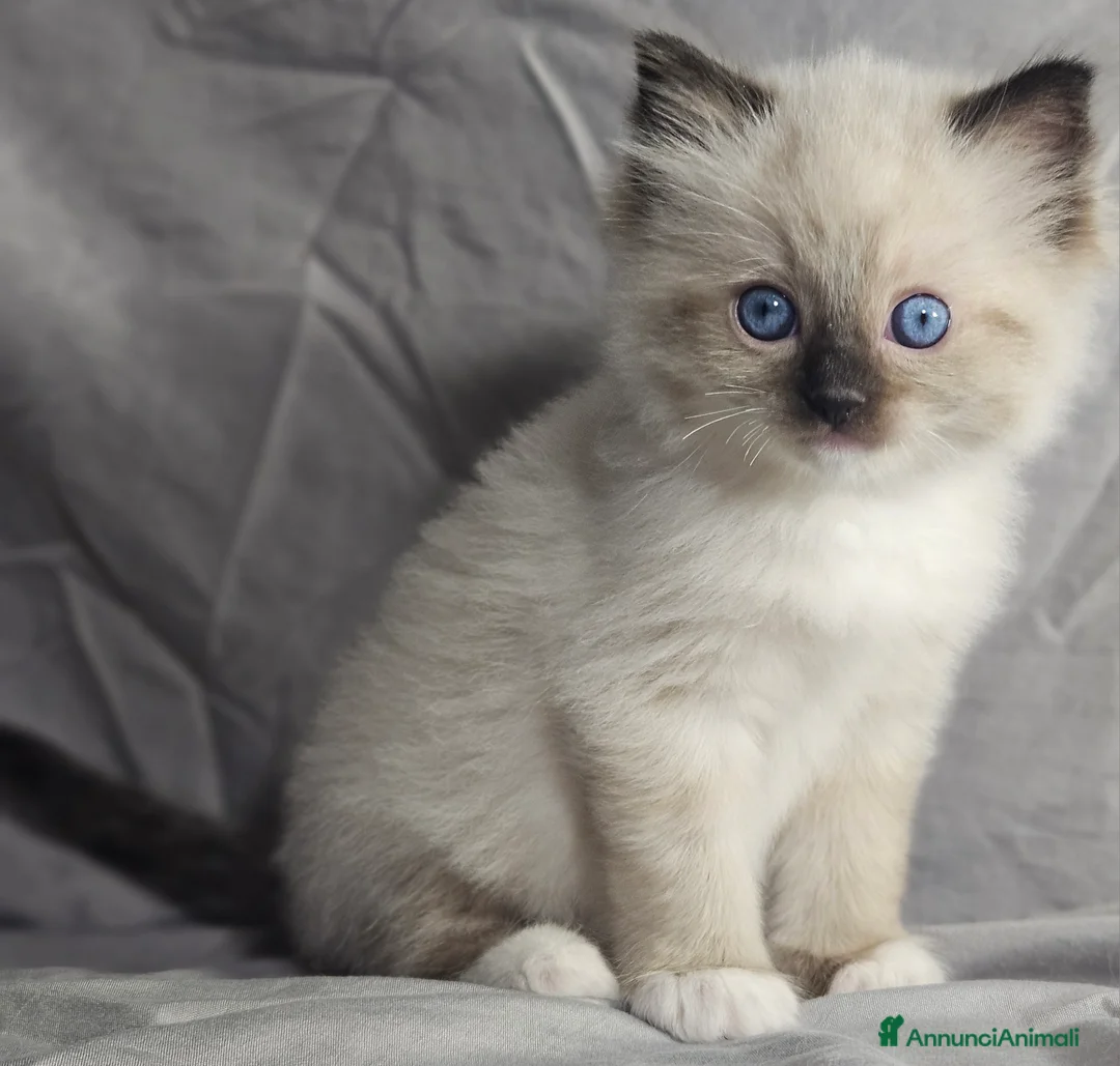 Ragdoll gatti in vendita: Stupenda cucciolata Ragdoll - Annuncio 6