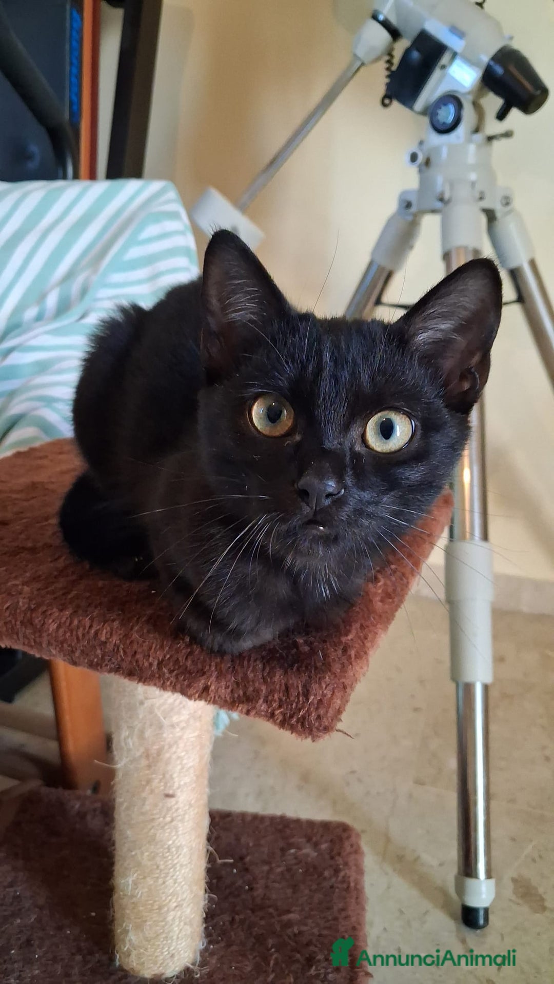 Meticcio gatti in regalo: GATTA E GATTINO SPECIALI - Annuncio 7