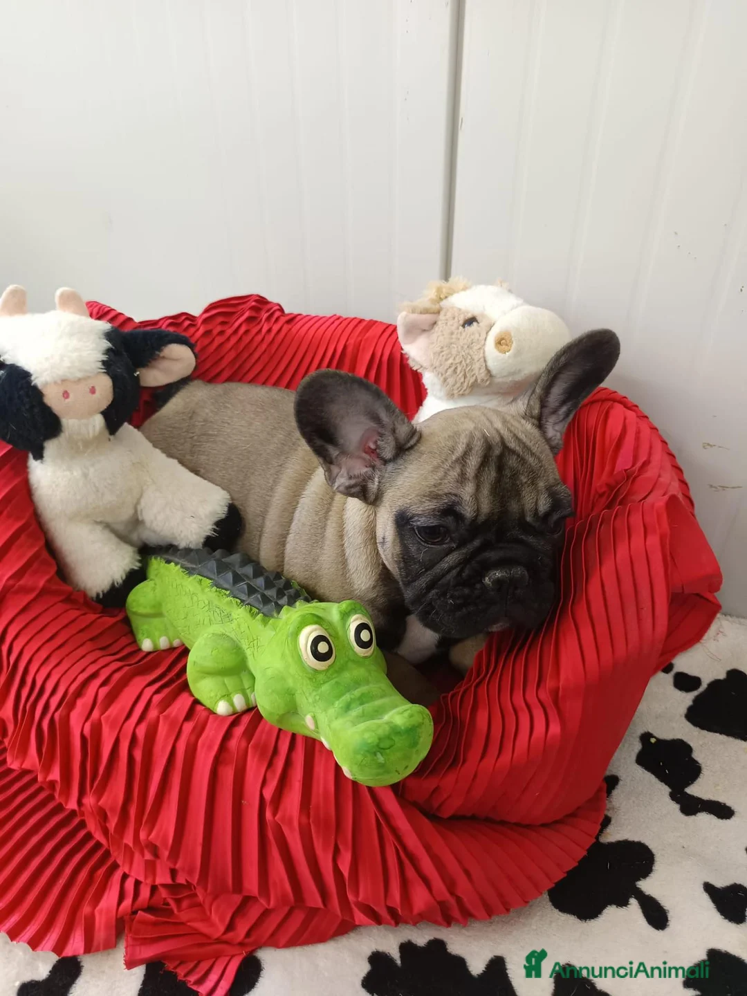 Bulldog Francese cani in vendita: Cuccioli French Buldog Taglia Piccola e Compatta  - Annuncio 1