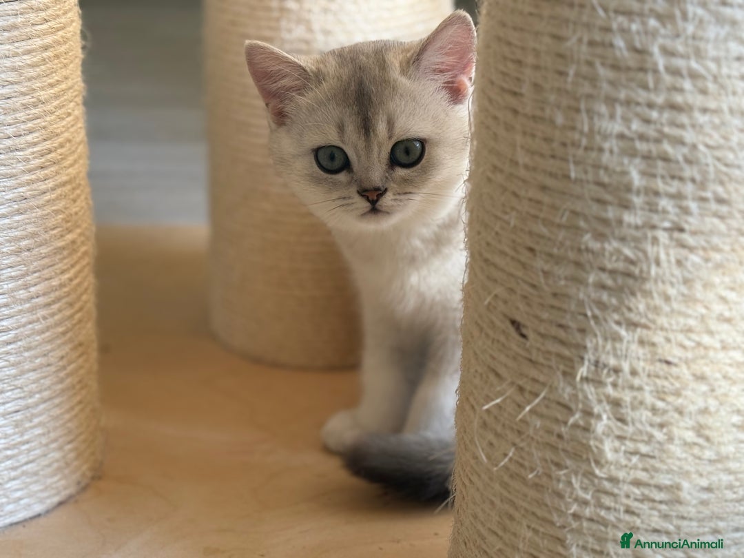 Scottish gatti in vendita: Scottish  - Annuncio 3