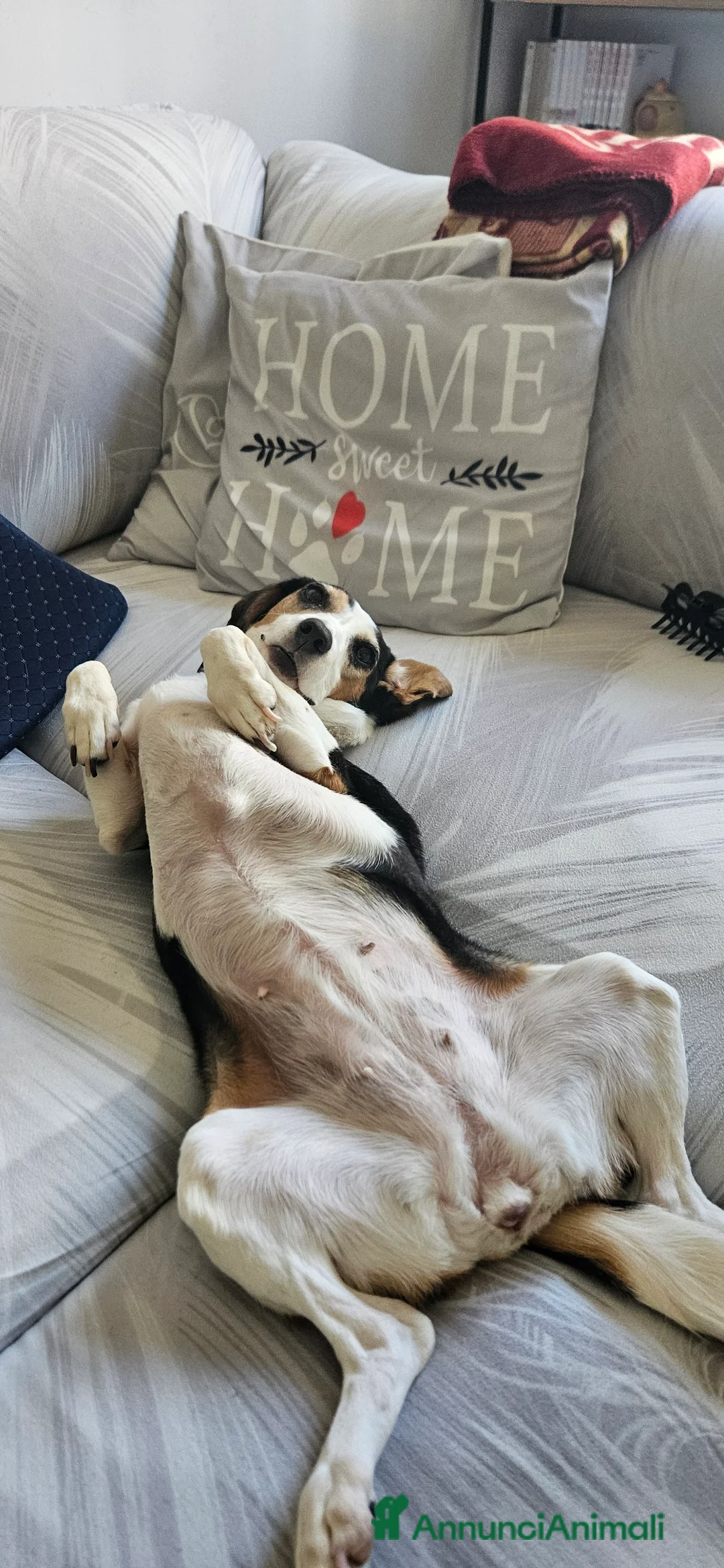 Meticcio cani in regalo: SALVA UN CUCCIOLO DAL RIFUGIO  a Provincia di Reggio Emilia - Annuncio 2