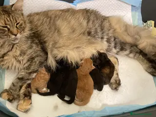 Maine Coon gatti Cuccioli di Maine Coon disponibili - Annuncio 1