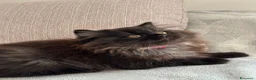 Scottish gatti in vendita: Gattine Scottish longhair  - Annuncio 2