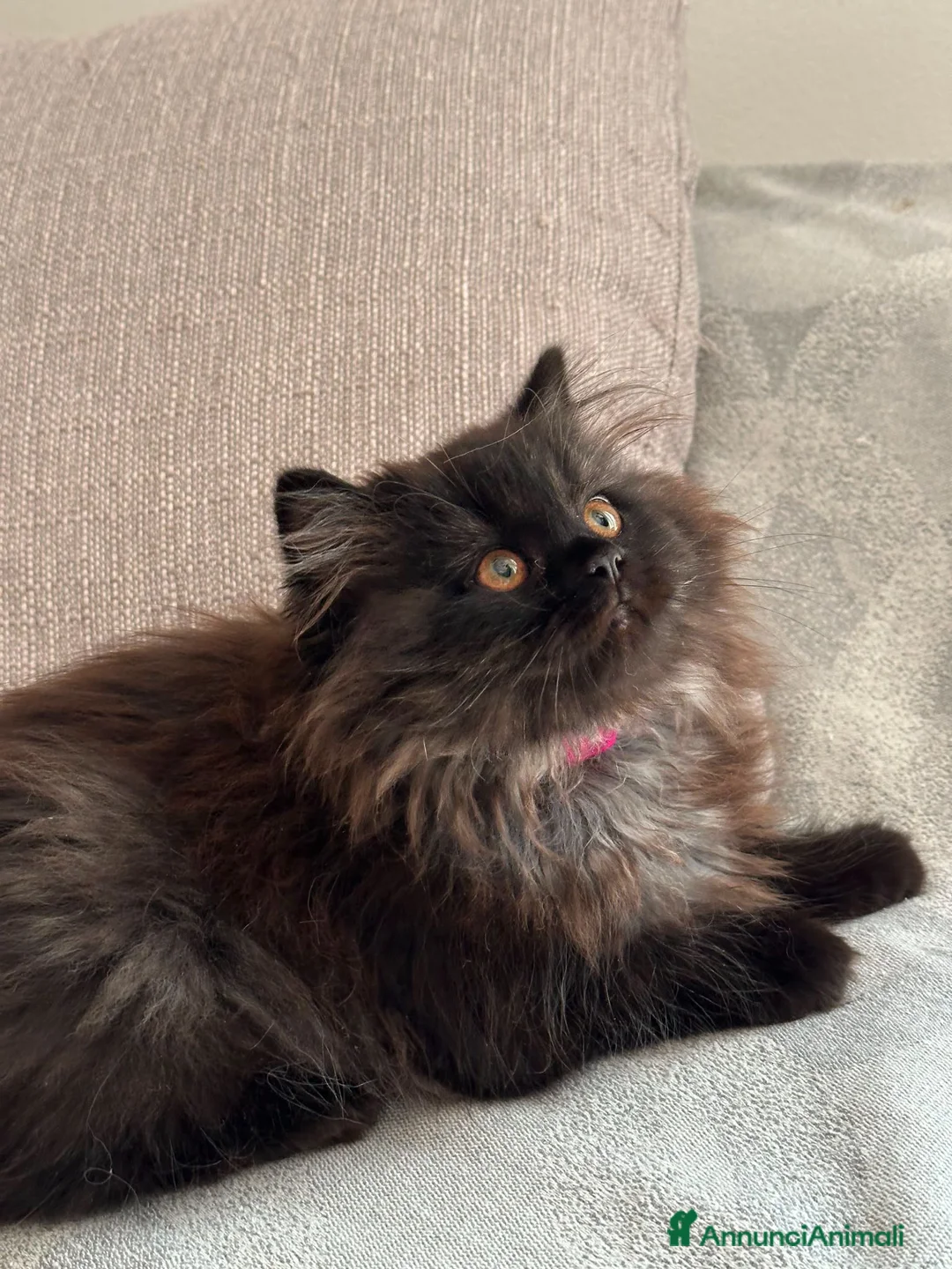 Scottish gatti in vendita: Gattine Scottish longhair  - Annuncio 2
