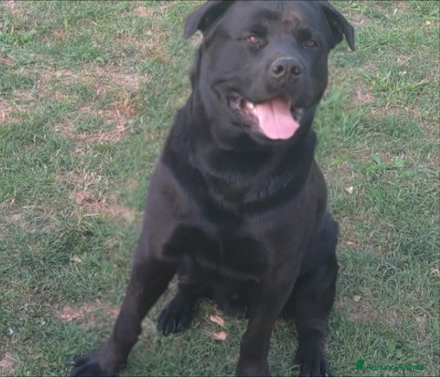 Meticcio cani Shepweiler  - Annuncio 19