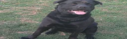 Meticcio cani in vendita: Shepweiler  a Provincia di Padova - Annuncio 1