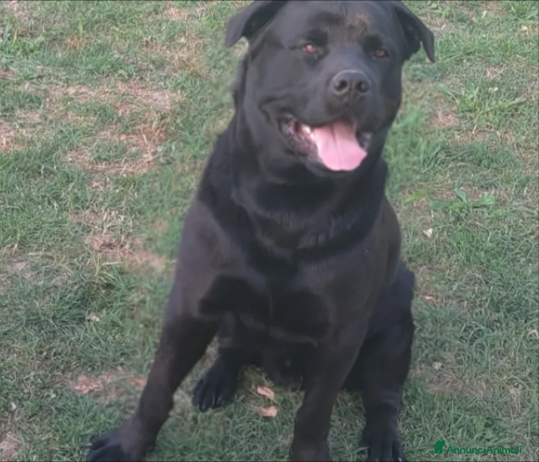 Meticcio cani in vendita: Shepweiler  a Provincia di Padova - Annuncio 1