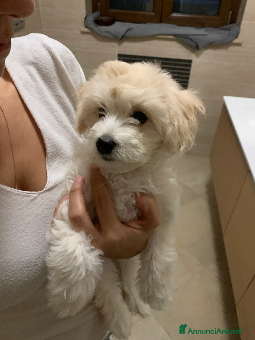 Maltipoo cani in vendita: Cucciola di Maltipoo  - Annuncio 4