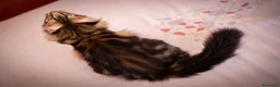 Maine Coon gatti in vendita: Gattina splendita dall'allevamento Mainemarie - Annuncio 8