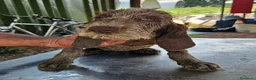 Spinone cani in vendita: Spinone Italiano con pedigree - Annuncio 3