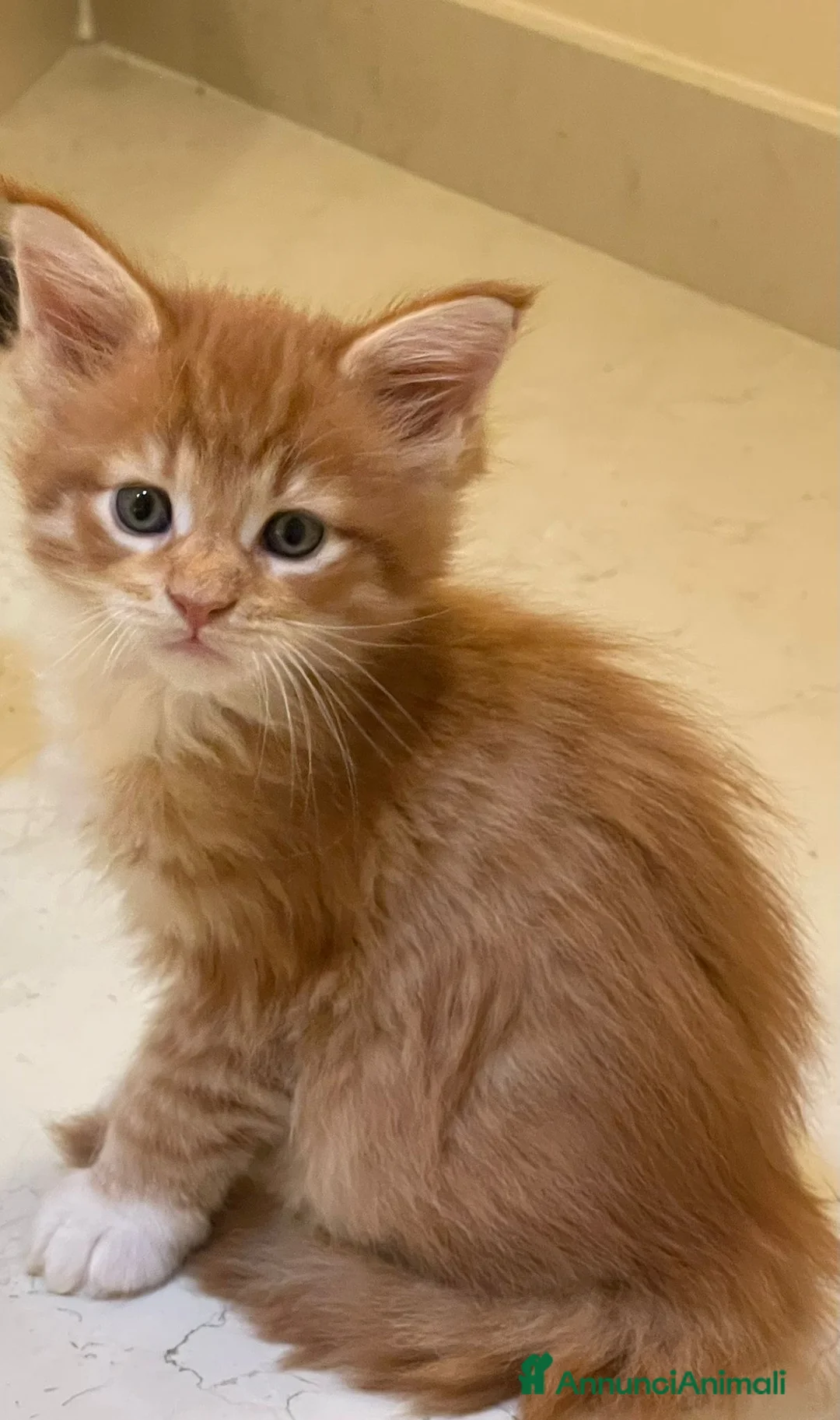 Maine Coon gatti in vendita: Cuccioli di Maine Coon - Annuncio 17