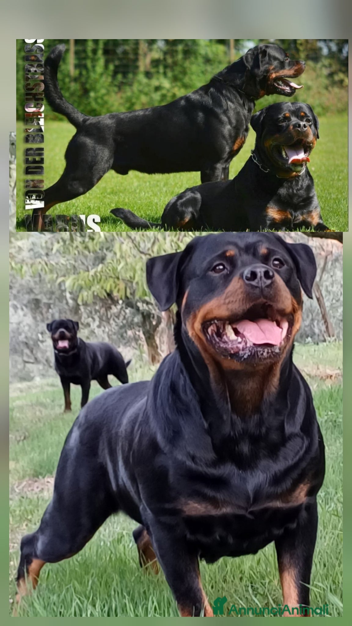 Rottweiler cani in vendita: Disponibili cuccioli Rottweiler  - Annuncio 1