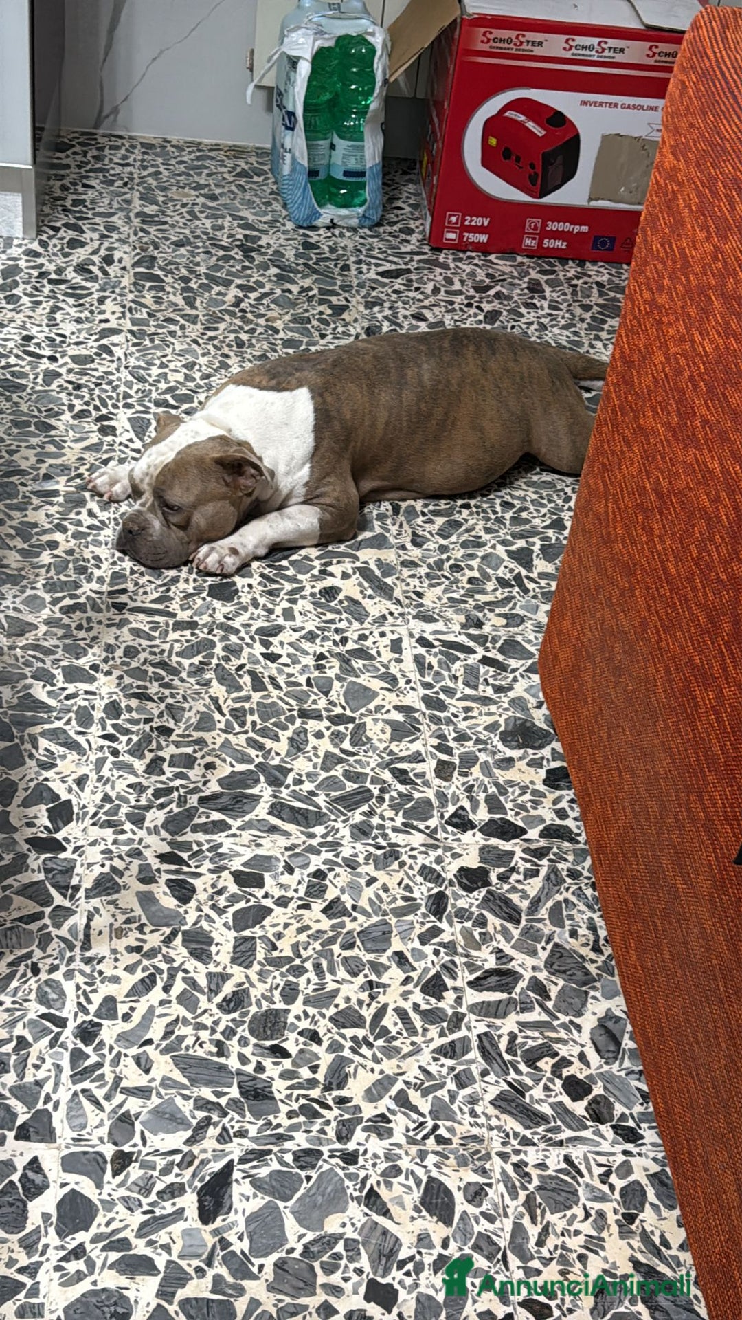 American Bully cani in vendita: Americabully  - Annuncio 6