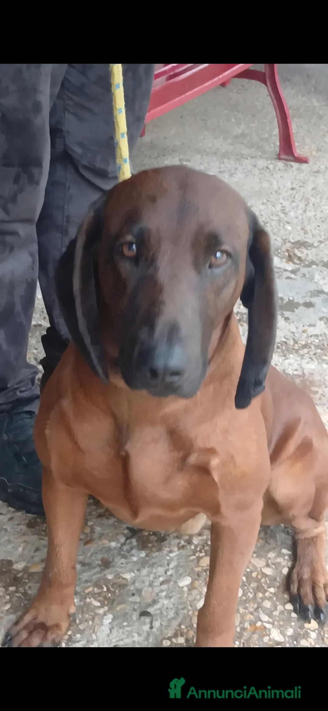 Segugio Bavarese cani in regalo: ROCCO CANE ROSSO DI BAVIERA CERCA CASA - Annuncio 1