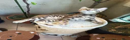 Bengala gatti in vendita: laun splendore cucciola Bengala 🥰  - Annuncio 25