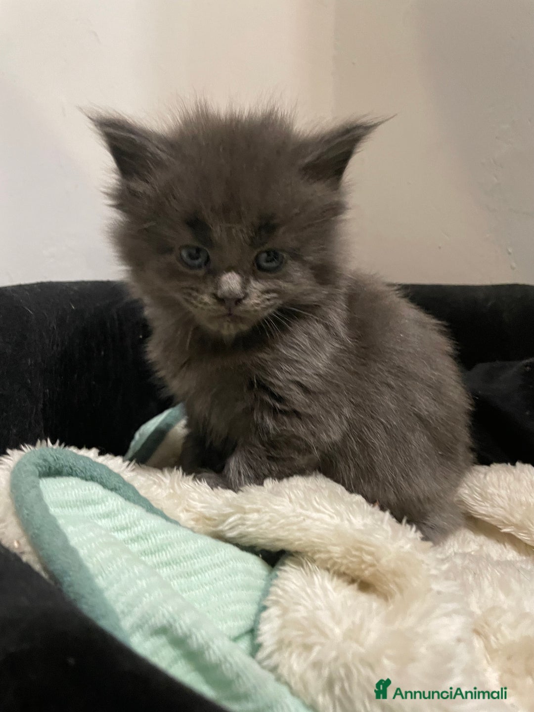 Maine Coon gatti in vendita: Cuccioli mainecoon - Annuncio 6