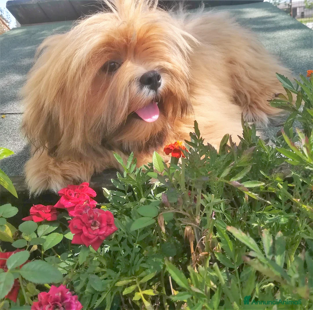 Immagine della galleria {{count}}