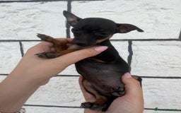 Pinscher Miniatura cani in vendita: Pinscher Toy piccolissimi  a Provincia di Siena - Immagine 4