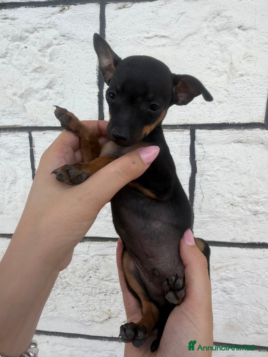 Pinscher Miniatura cani in vendita: Pinscher Toy piccolissimi  a Provincia di Siena - Immagine 4