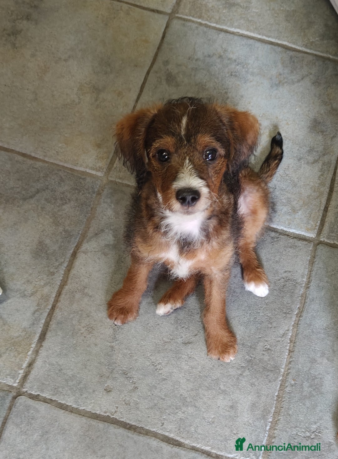 Meticcio cani in regalo: Regalo cuccioli di cane taglia piccola - Annuncio 3