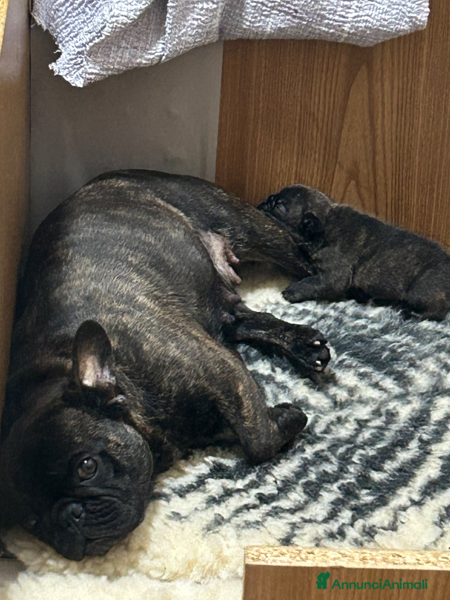 Bulldog Francese cani in vendita: Cucciolo bulldog francese  - Annuncio 4