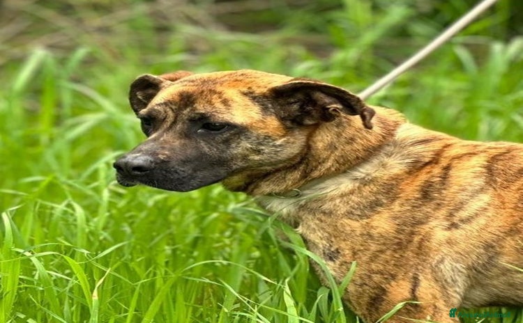 Boxer cani - Annuncio 7