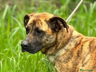 Boxer cani RUNA meravigliosa mix boxer - Annuncio 4