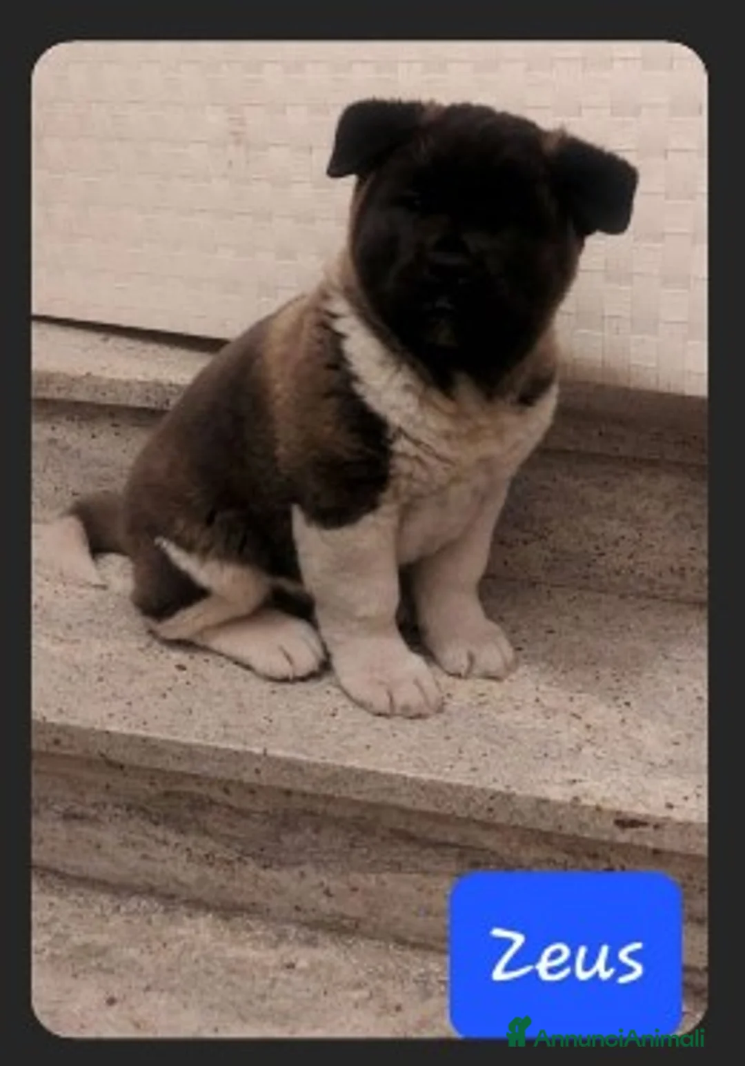 Akita Americano cani in vendita: CUCCIOLI DI AKITA AMERICANO - Annuncio 5