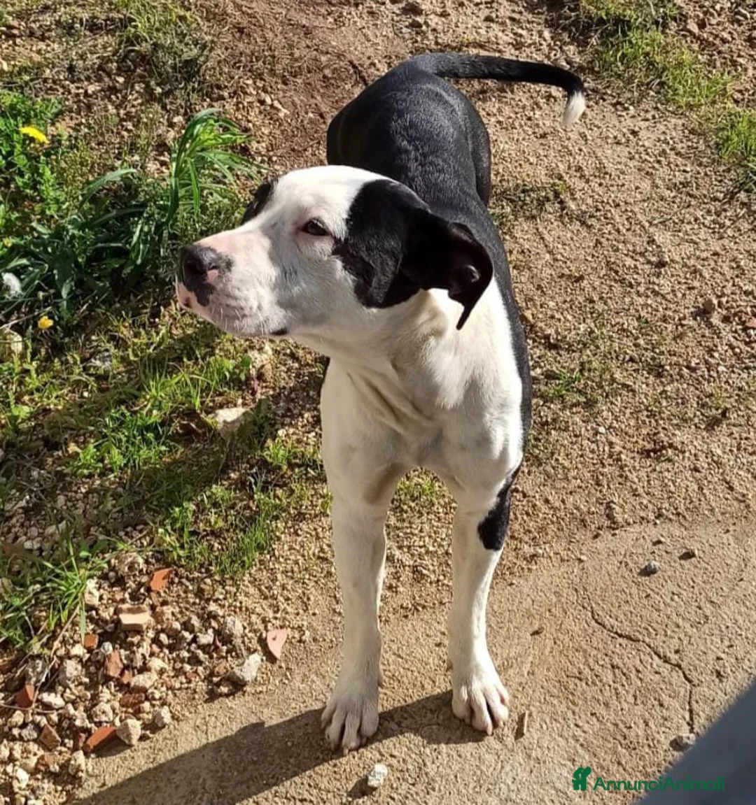 Pitbull cani in regalo: JACK ASPETTA UNA MAMMA  - Annuncio 5