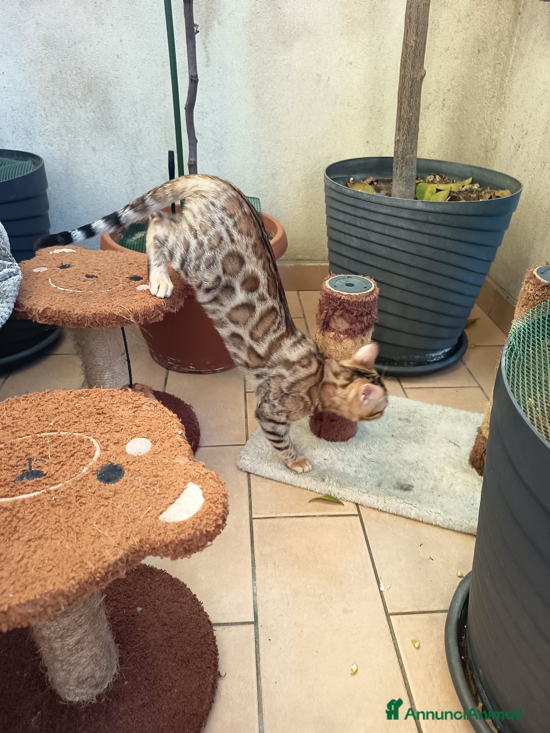 Bengala gatti in vendita: cucioli bengala  - Annuncio 3