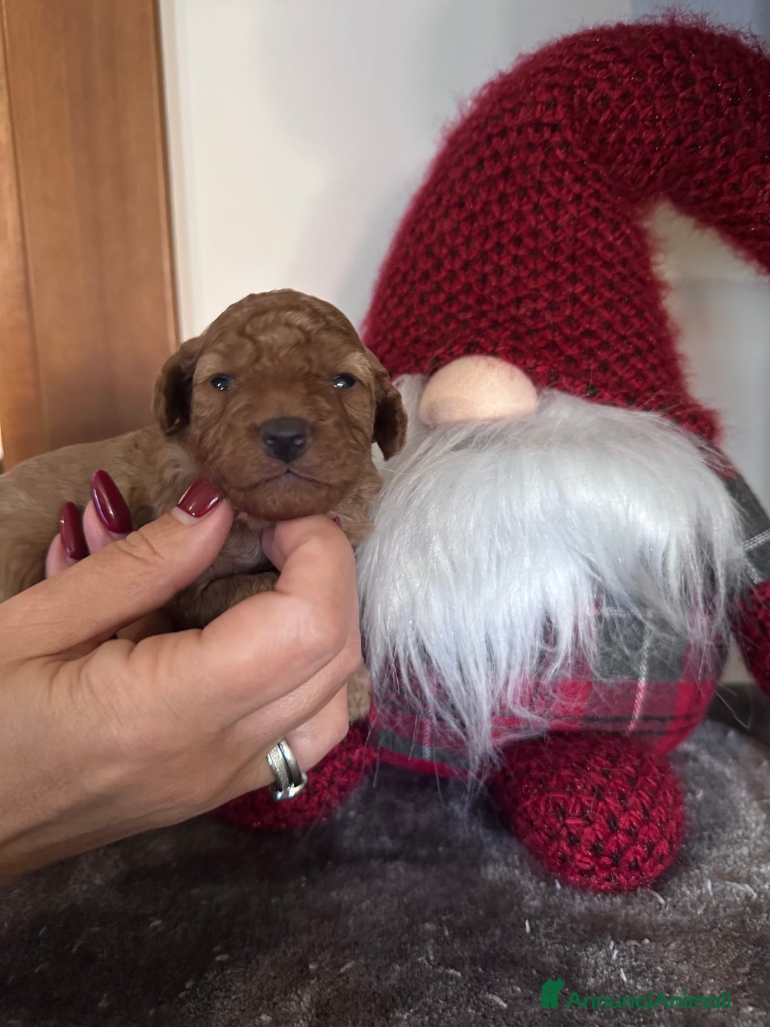 Barbone cani in vendita: Barboncini cuccioli  - Annuncio 2