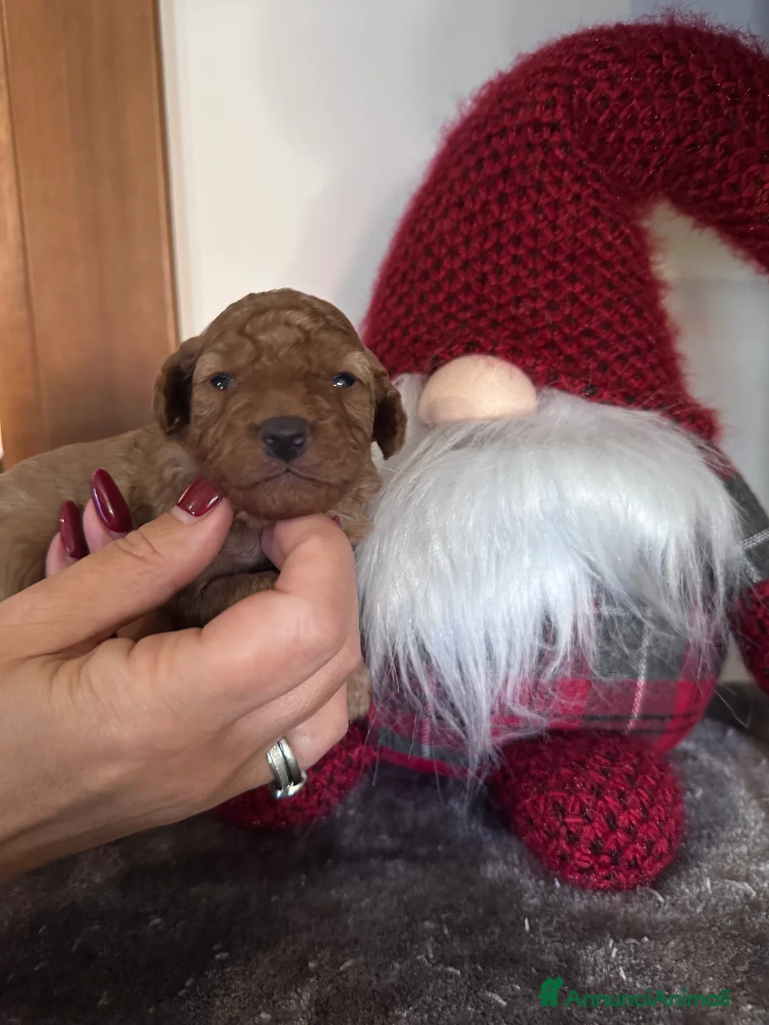 Barbone cani in vendita: Barboncini cuccioli  - Annuncio 1