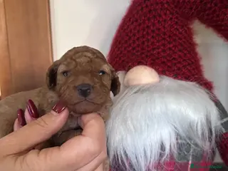 Barbone cani Barboncini cuccioli - Annuncio 37