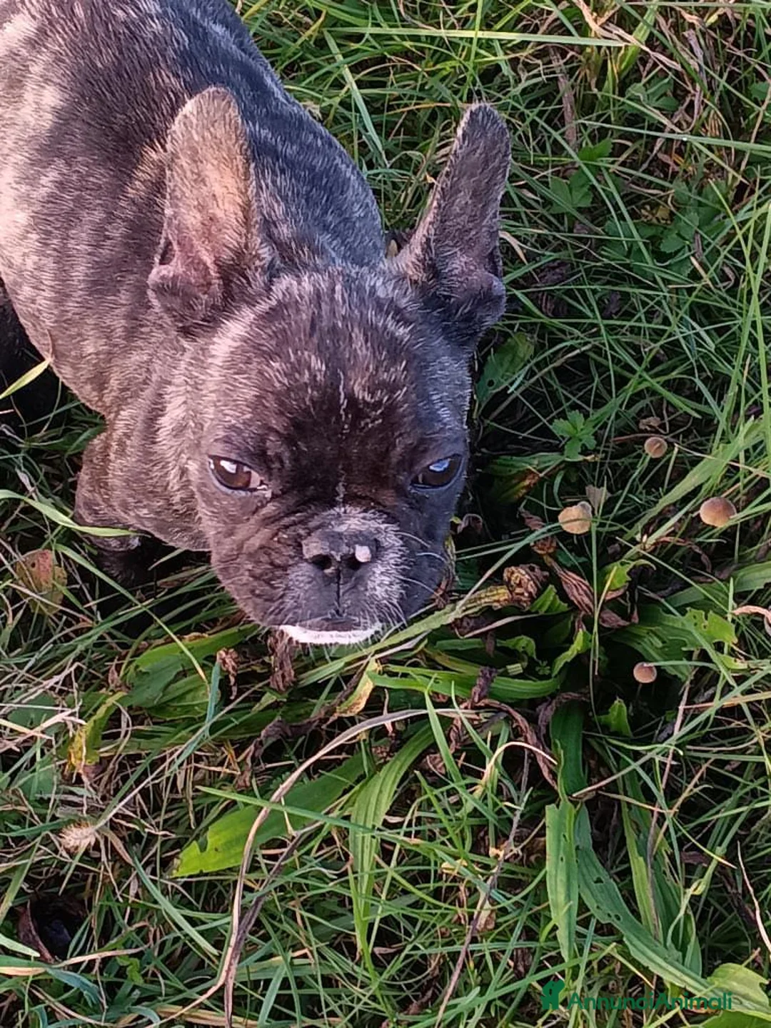 Bulldog Francese cani in vendita: Bulldog francese  - Annuncio 3