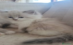 Siberiano gatti in vendita: SIBERIANI GATTINI IPOALLERGENICI  a Provincia di Brescia - Immagine 19